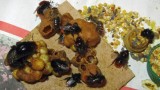 Čmelák skalní se včelami (VÚP Troubsko)